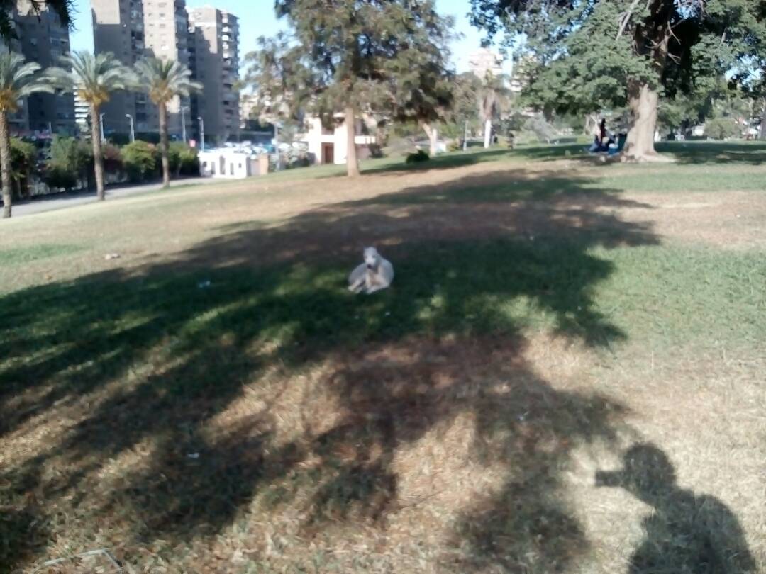 كلب ضال داخل الحديقة الدولية
