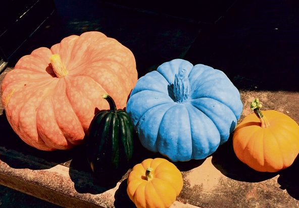 قرع أزرق إسرائيلى