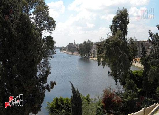 انتشار الأشجار حول نهر النيل بفوه