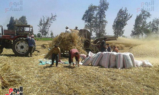  المزارعون خلال درس القمح