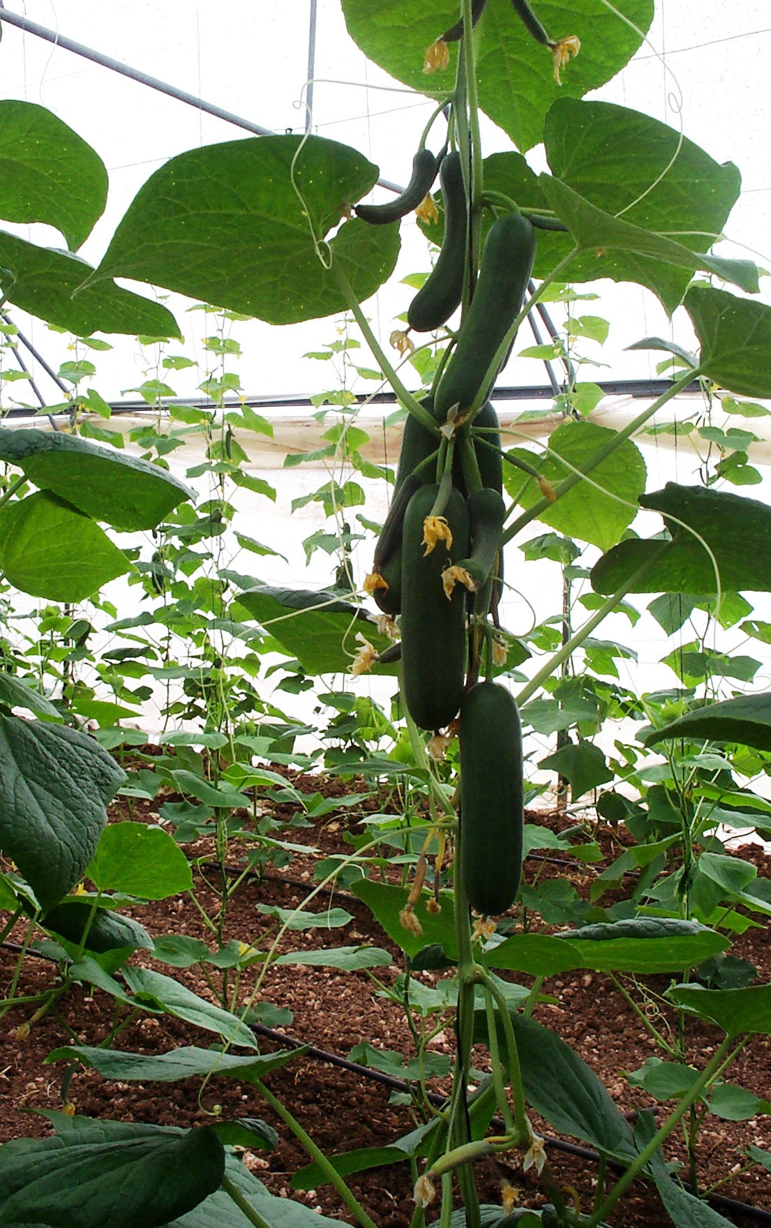 674264-خيار-إسرائيلى