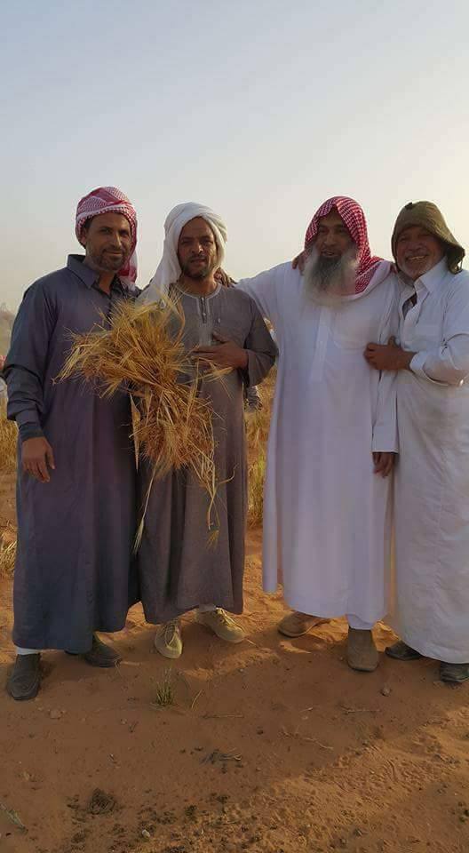 أهالى قرية النجلية يجمعون القمح
