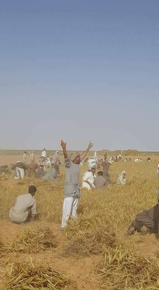 شباب القرية يجمعون القمح