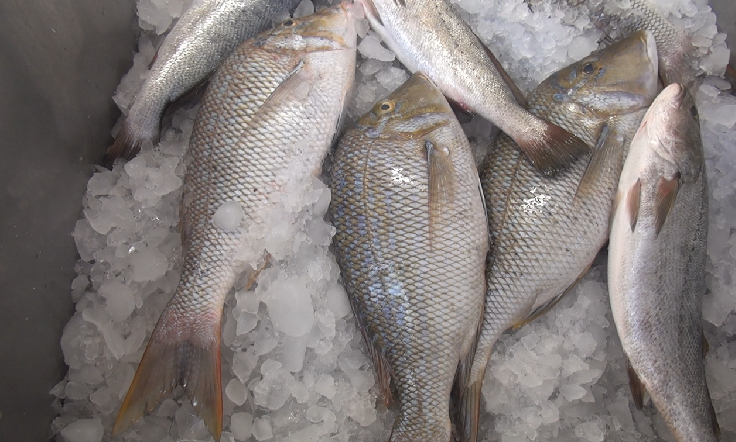 2  - اسعار سمك الشعور تنهار