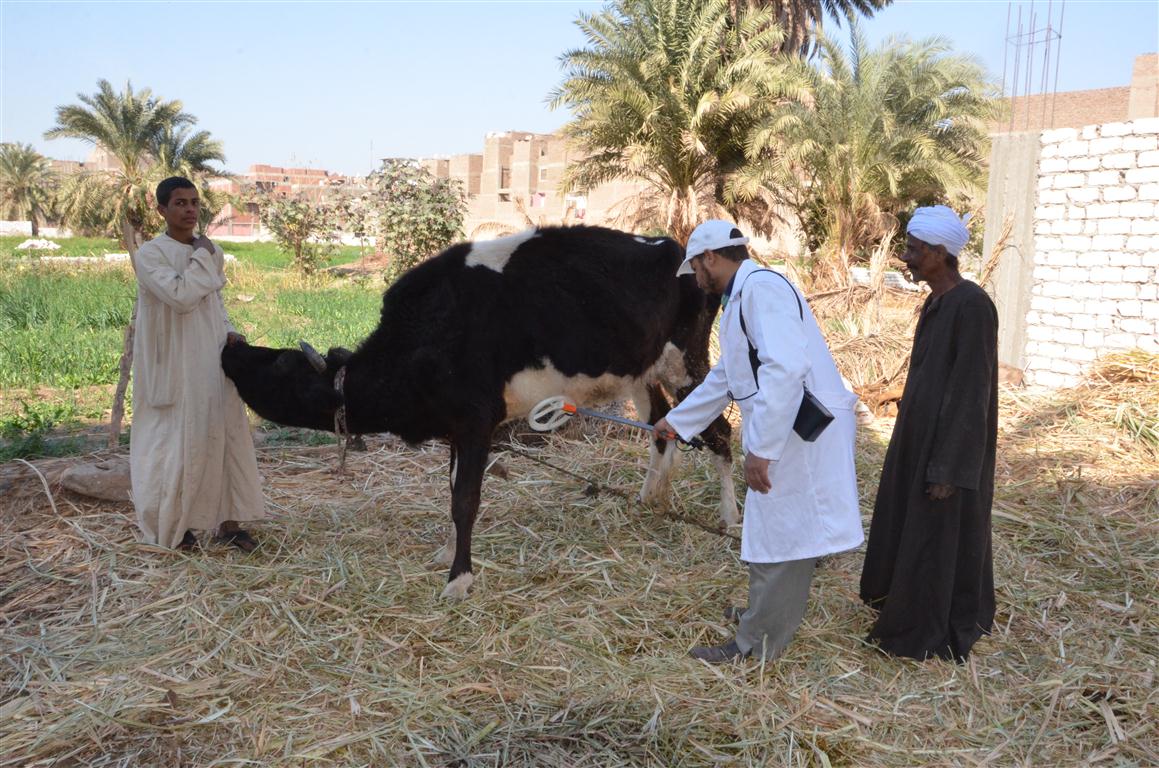 5- الطب البيطري تعلن تطعيم 2637 رأس ماشية و183 ألف كتكوت