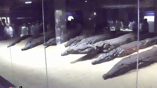   متحف التماسيح بكوم أمبو