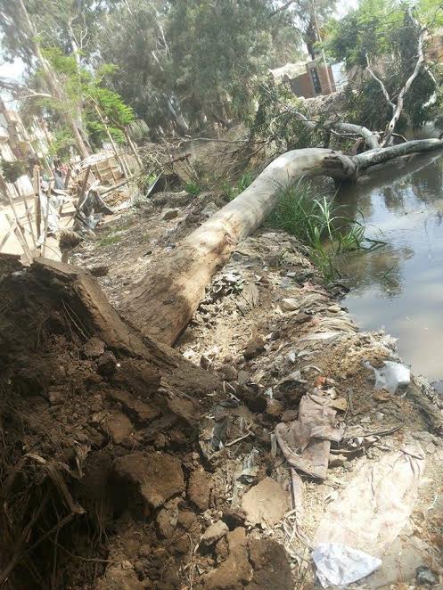1- سقوط شجرة لفيضان المياه