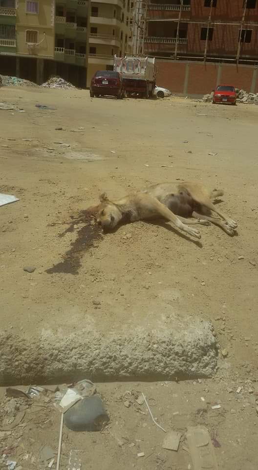2 - جثث الكلاب بالشوارع