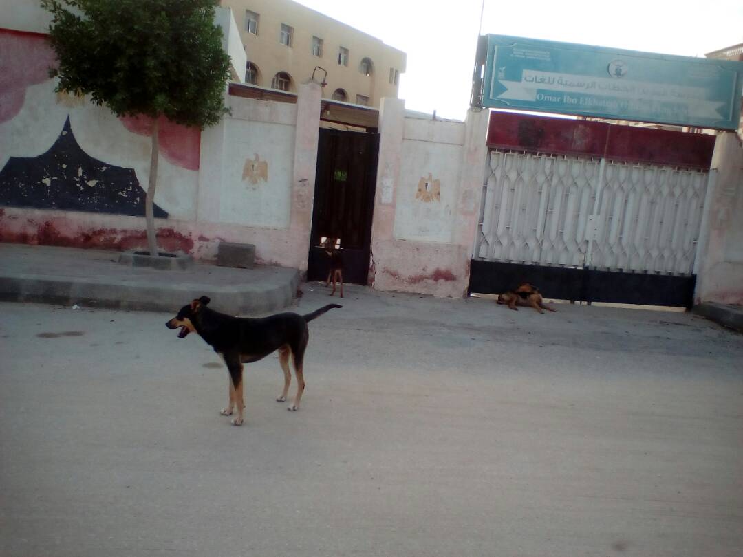 الكلاب الضالة أمام إحدى المدارس بمدينة العبور