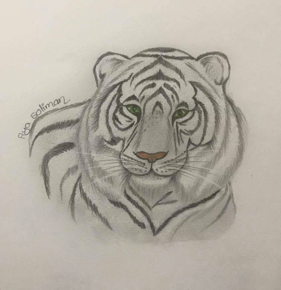 نمر