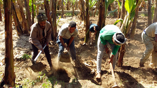 العمال داخل زراعات الموز