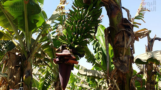 ضعف محصول الموز بسبب نقص الأسمدة
