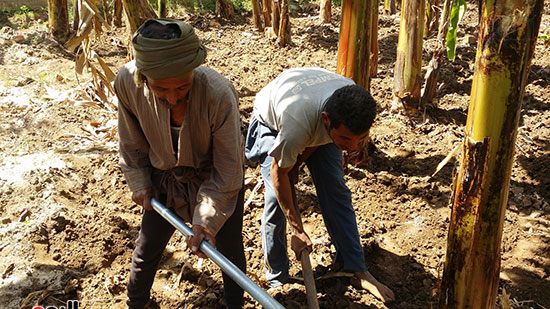 العمال يقومون يتسوية أرض الموز