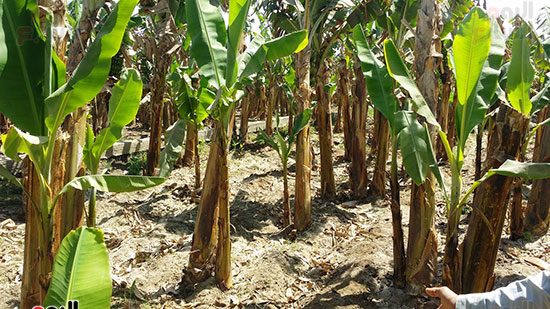 تلف زراعات الموز بسبب غش الأسمدة
