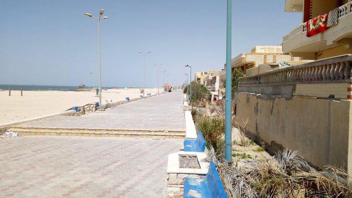 للنخيل سحره