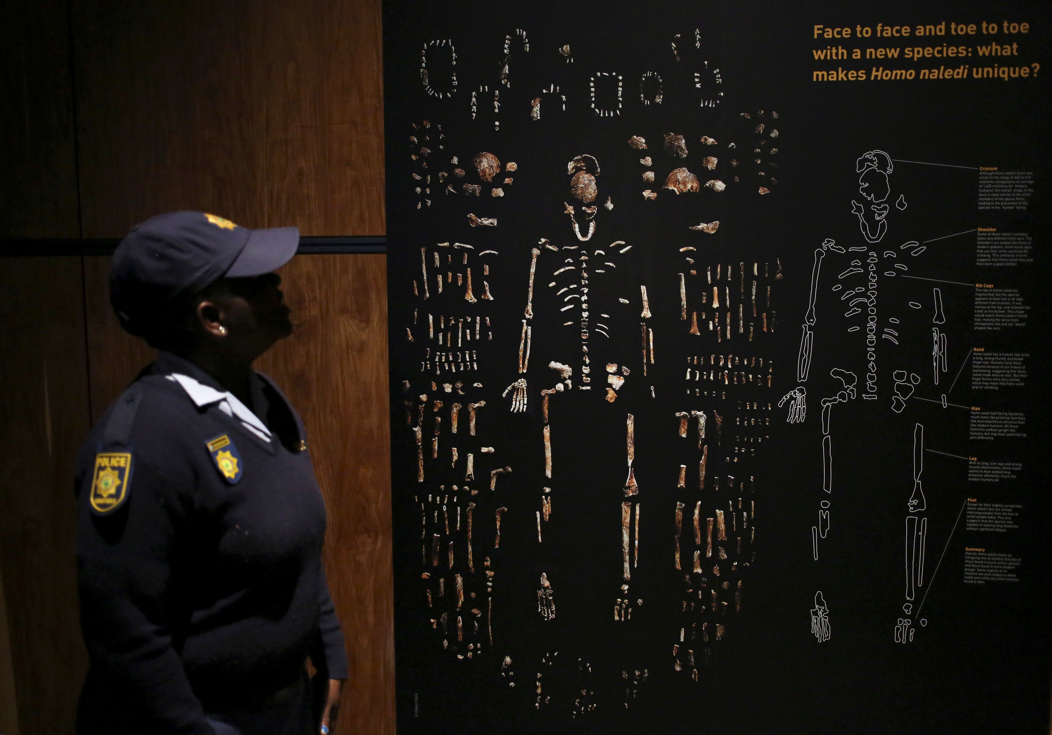 فرد أمن يتفحص بقايا العظام فى المعرض