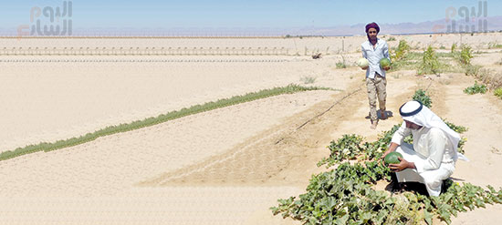 الزراعة خير من السياحة  (4)