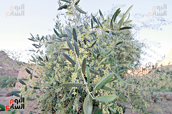 الزراعة خير من السياحة  (3)