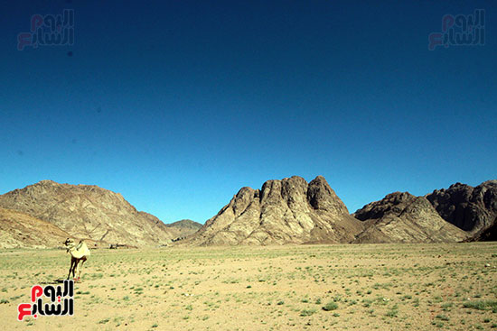   الأغنام والإبل ترعى بين سلسلة جبال كاترين