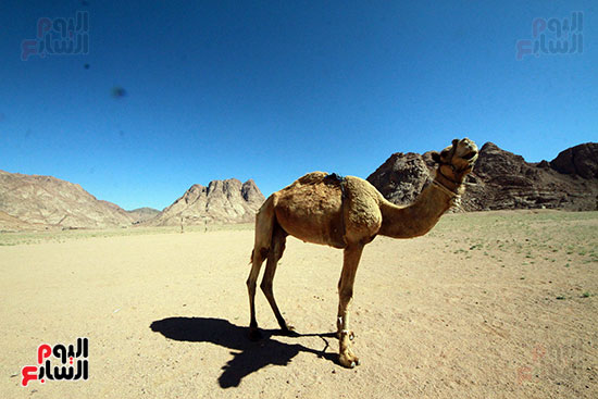  لقطة لجمل وسط سلسلة جبال كاترين 