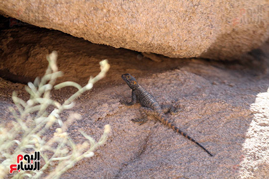  سحلية شهيرة بمنطقة وادى الراحة
