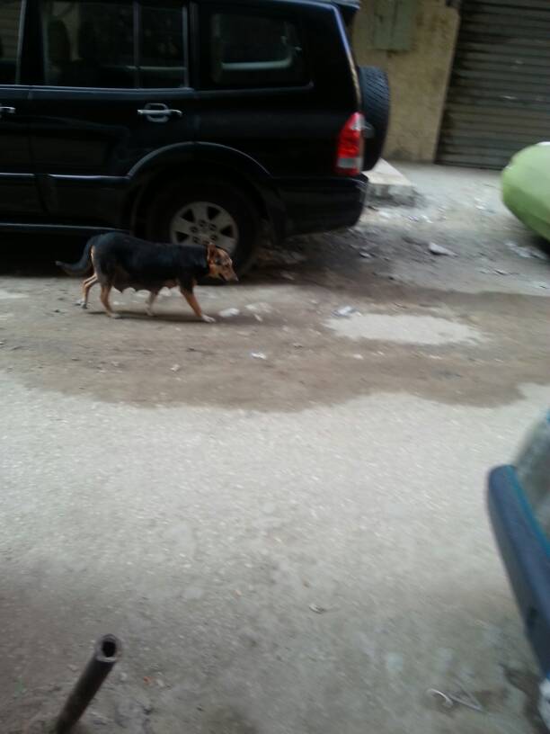 انتشار الكلاب فى شوارع عين شمس (2)