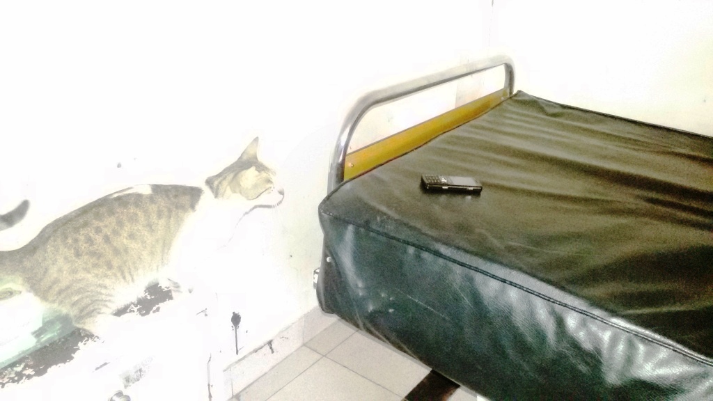 القطة بغرفة المرضى