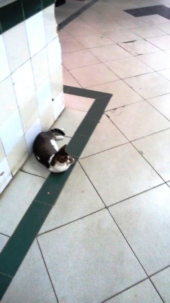 القطة تنام فى أحد طرقات المستشفى