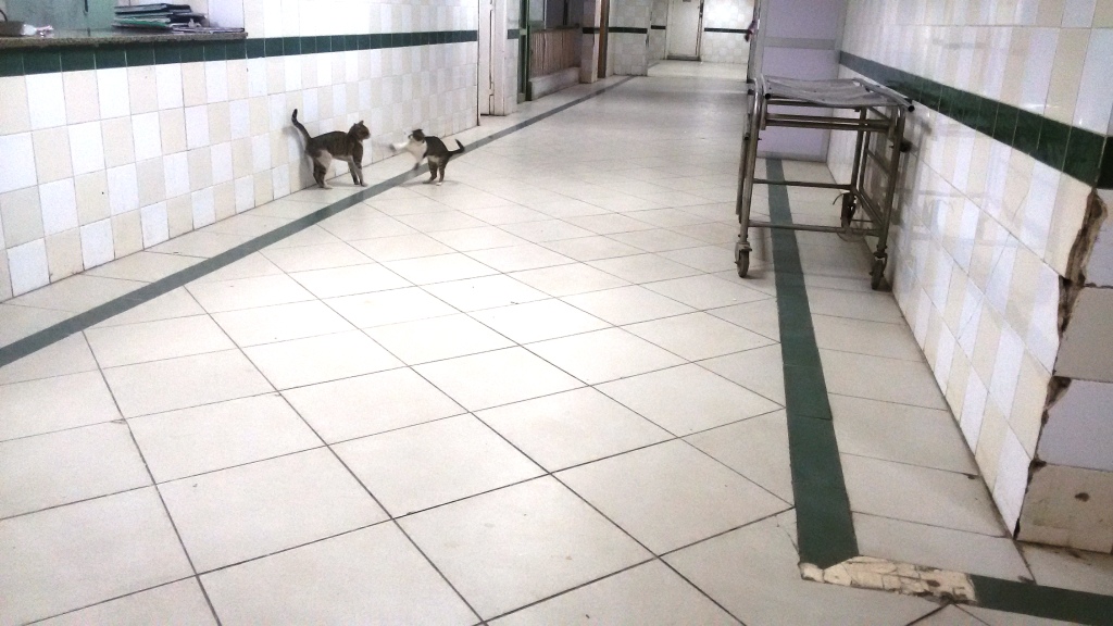 مشاجرة بين القط بجوار قيم الباطنة بالمستشفى