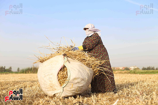 سيدة تجمع محصول القمح فى شوال