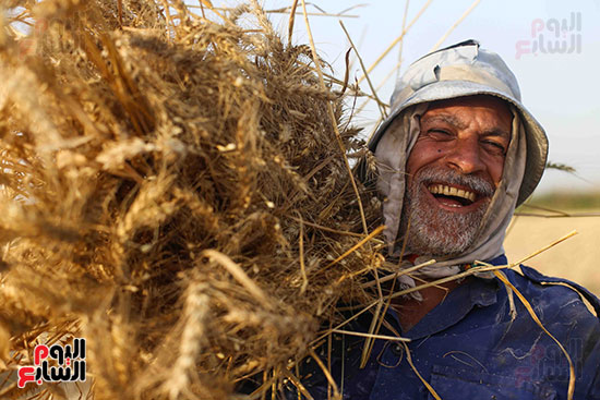 فرحة فلاح مصرى بموسم حصاد القمح