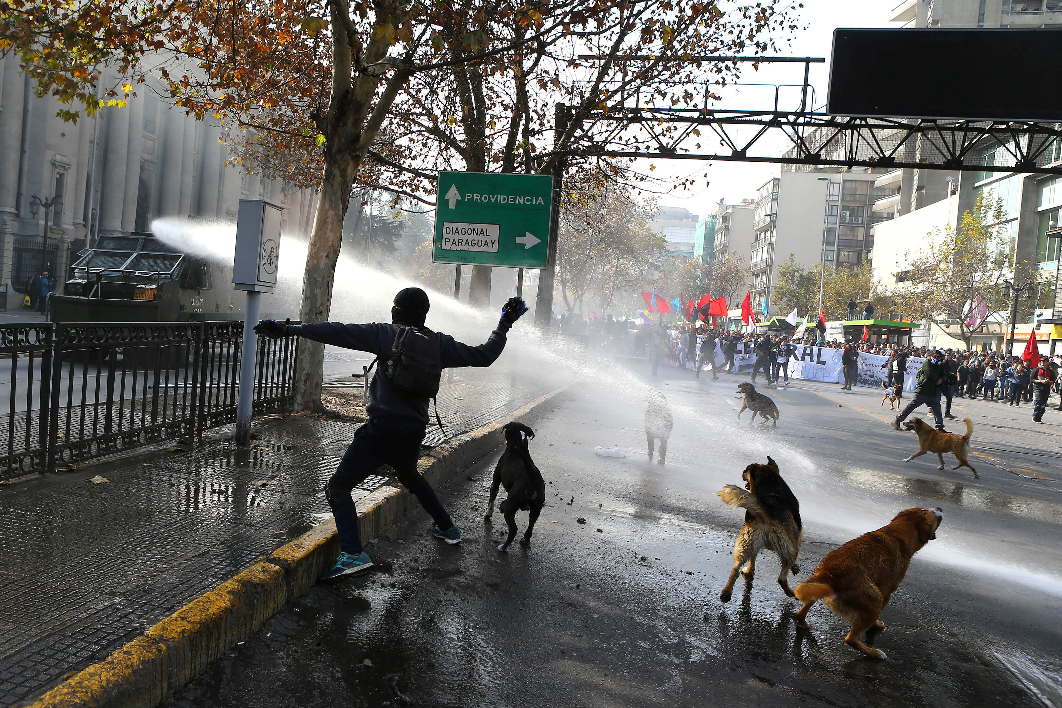 كلاب وسط المتظاهرين فى تشيلى