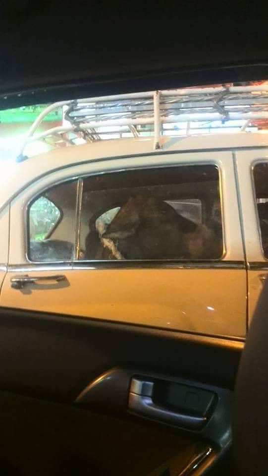 جاموسة داخل عربية أجرة