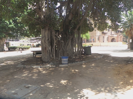 3-   حديقة الكلية التى تم إزالة المخلفات والرواكد منها منذ عام 2014
