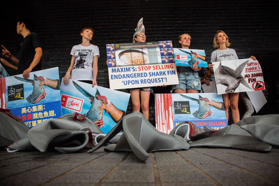 احتجاجات لرفض شورية زعانف أسماك القرش