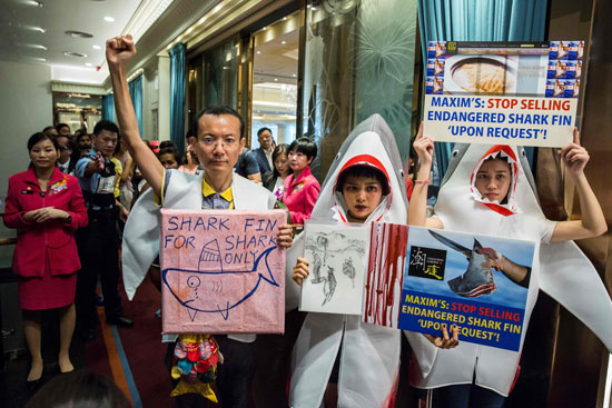 لافتات رافضة لشوربة زعانف أسماك القرش