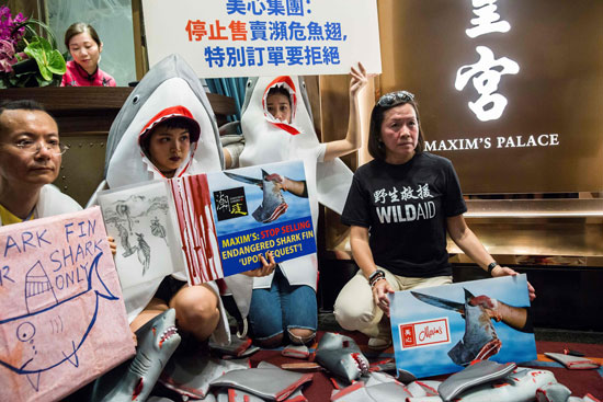 مظاهرات صينية رافضة لشوربة زعانف أسماك القرش