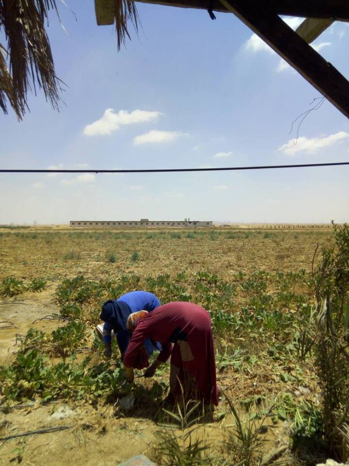 معاناة مزارعى جمعية النيل