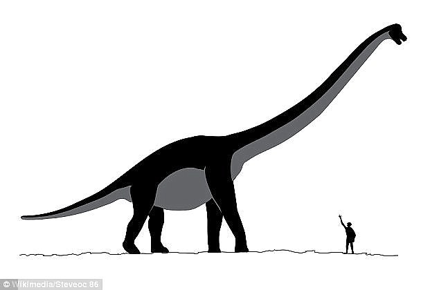 4169B55F00000578-4603208-The_sauropod_found_could_have_reached_20_metres_65_feet_7_inches-a-2_1497444460858