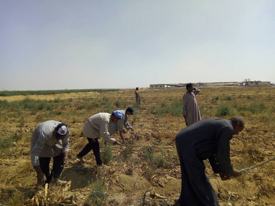معاناة مزارعى جمعية النيل