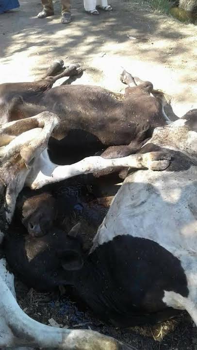 ضبط أبقار مذبوحة بعد الوفاة بالبحيرة3