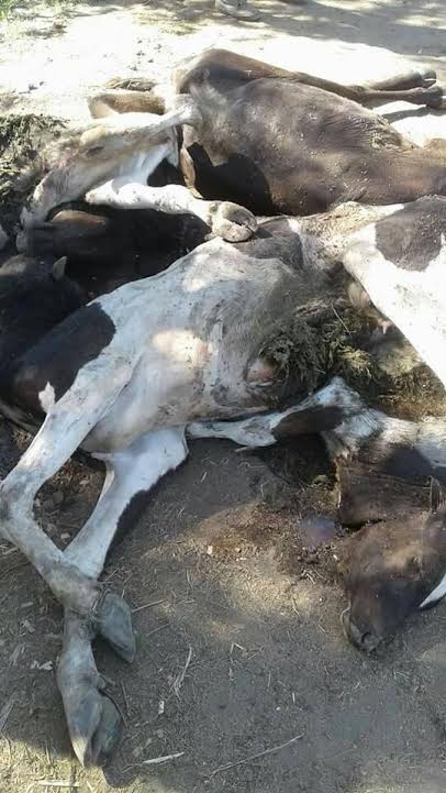 ضبط أبقار مذبوحة بعد الوفاة بالبحيرة4