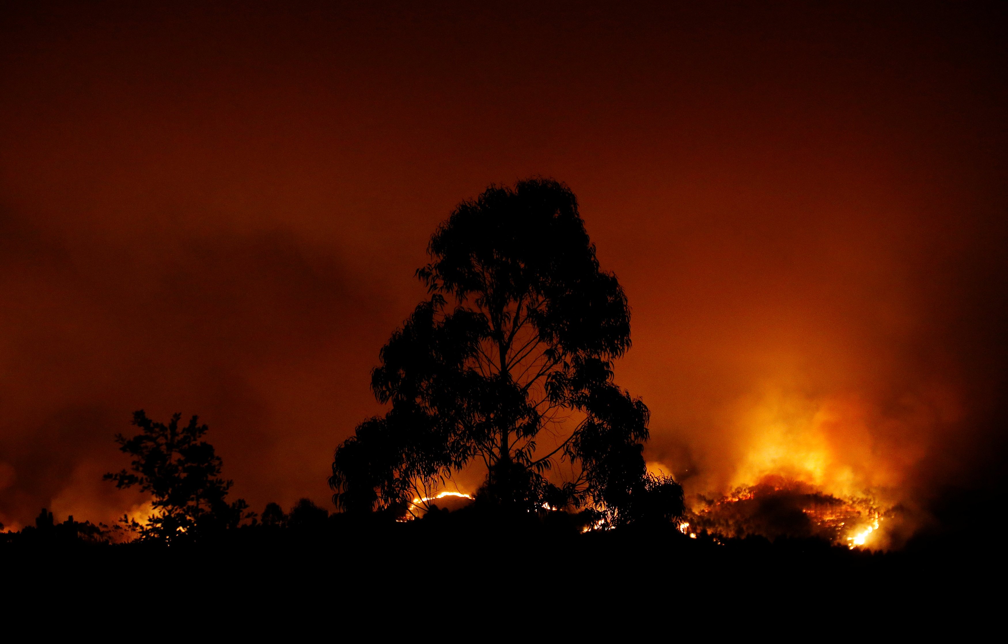 النيران تلتهم مئات الافدنة فى غابات البرتغال