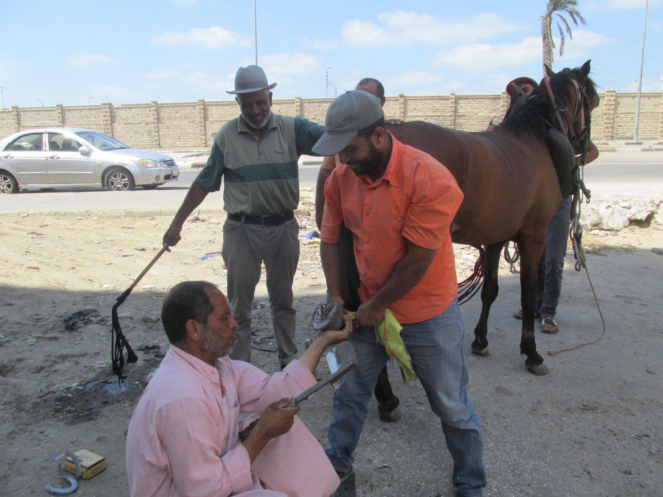  تنظيف الحافر وتقليمه حافظا على الخيل