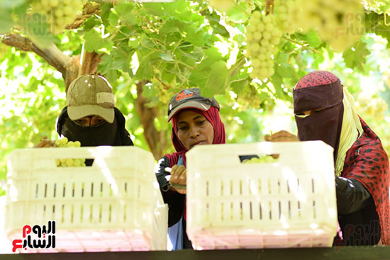     الفتيات يجمعن العنب قبل ارساله لمحطة التبريد والتغليف