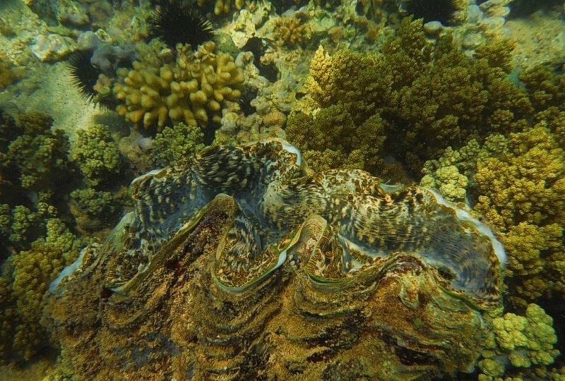 9 - شعب مرجانية خليج السويس