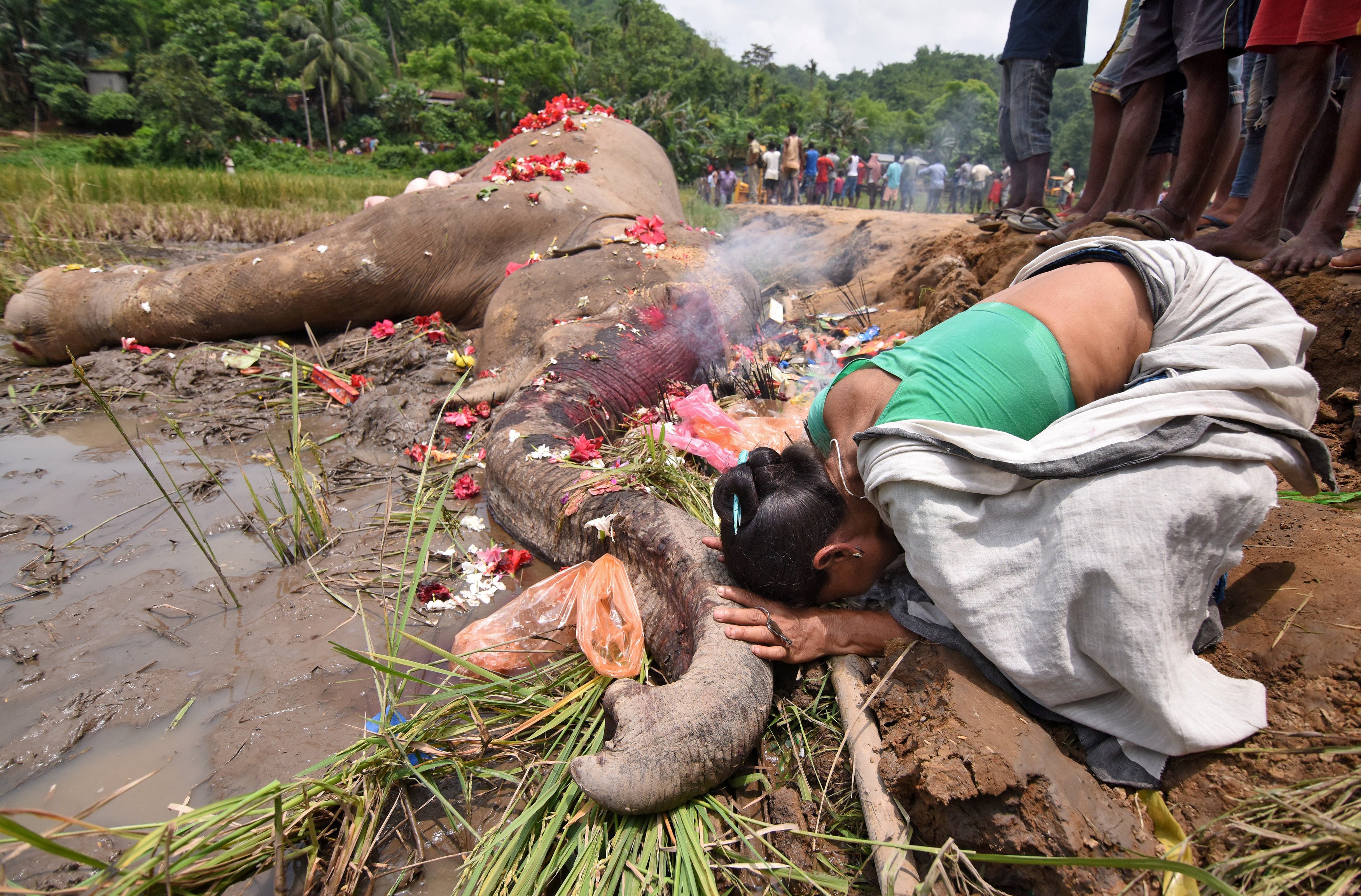وفاة فيل صعقا بالكهرباء فى أحد الغابات فى الهند