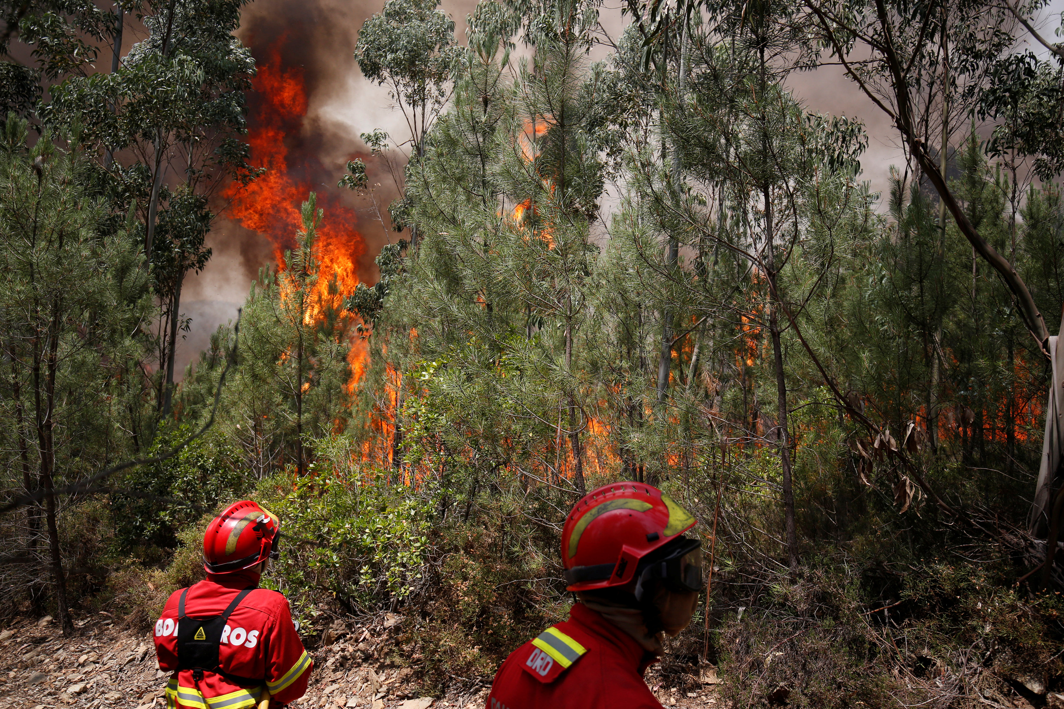 رجال الحماية المدنية وسط الغابات فى محاولة للسيطرة على الحرائق