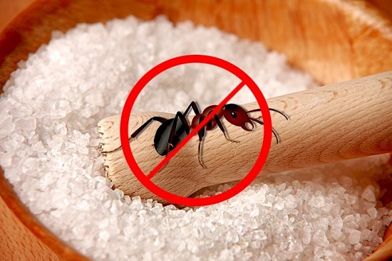 يمنع النمل