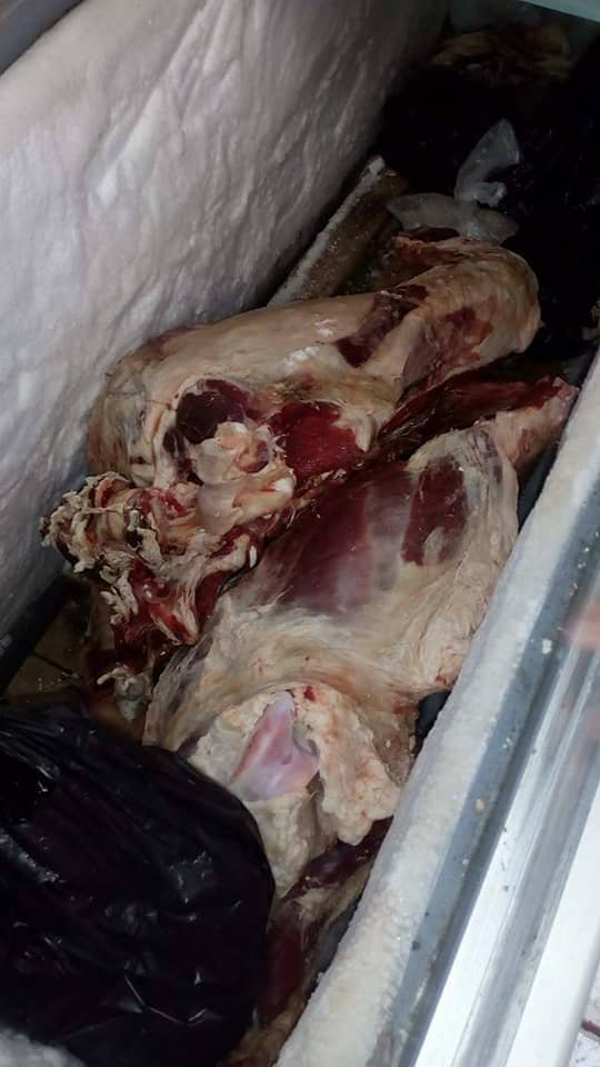 2- لحوم مذبوحة خارج المجازر بالحامول 2- لحوم مذبوحة خارج المجازر بالحامول